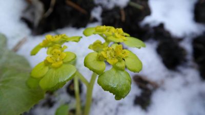 Grüne Pflanze im Schnee