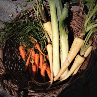 Karotten, Pastinaken, Petersilienwurzel mit Grün in einem alten Korb