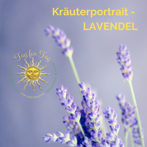 Kräuterwissen Lavendel