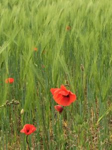 noch grünes Weizenfeld mit rotem Klatschmohn
